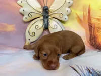 Rosie, a female Miniature Dachshund for sale in Spring Hill, FL – Photo 2 of 3