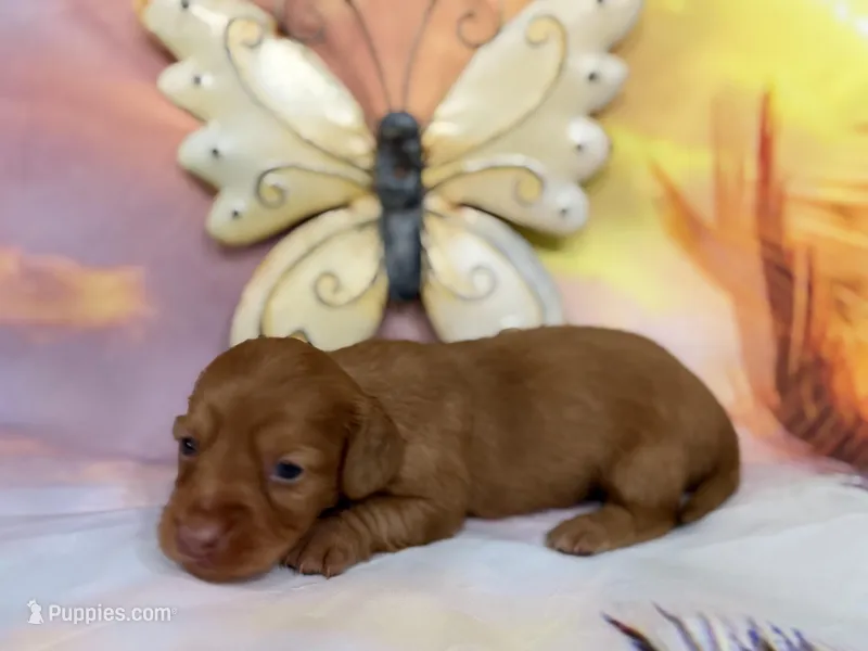 Rosie – Miniature Dachshund puppy for sale in Spring Hill, FL
