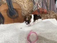 ROSIE, a female Jack Russell Terrier for sale in Spring Hill, FL – 2 of 2