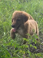 Madden, a female Golden Retriever for sale in Spring Hill, FL – 4 of 7