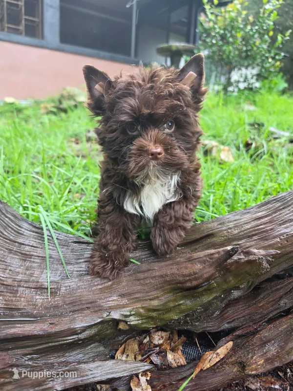 Chocolate Toy – Yorkshire Terrier puppy for sale in Spring Hill, FL