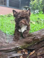 Chocolate Toy, a male Yorkshire Terrier for sale in Spring Hill, FL – 1 of 5