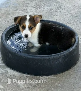 Clara – Pembroke Welsh Corgi puppy for sale in Spring Hill, FL