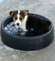 Clara, a female Pembroke Welsh Corgi for sale in Spring Hill, FL – 1 of 2