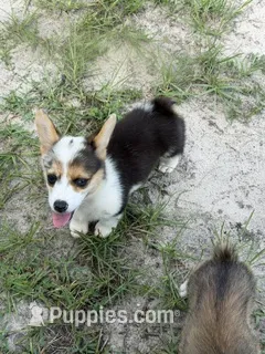 Pepper – Pembroke Welsh Corgi puppy for sale in Spring Hill, FL