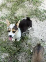 Pepper, a male Pembroke Welsh Corgi for sale in Spring Hill, FL – 1 of 3