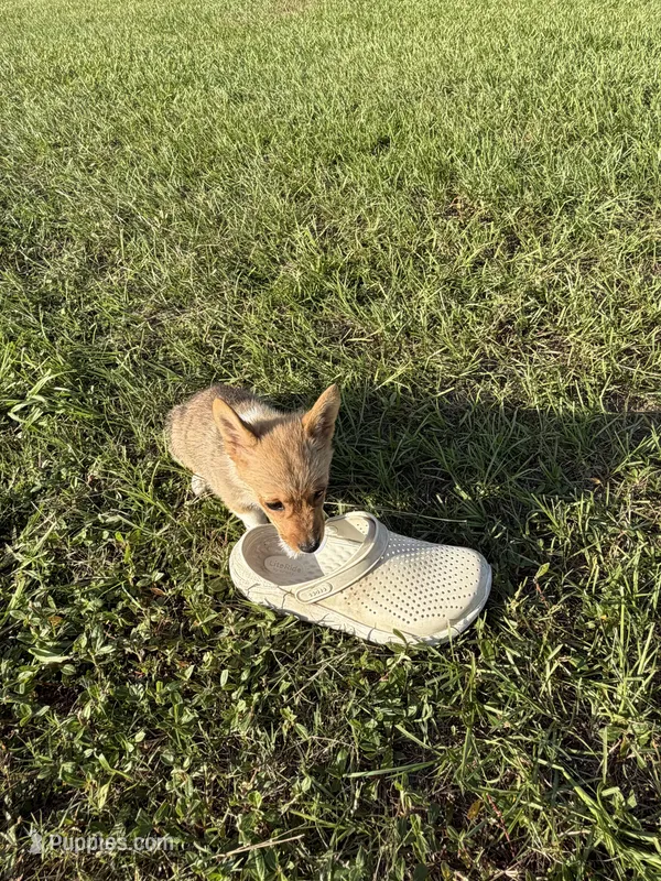 Ginger – Pembroke Welsh Corgi puppy for sale in Spring Hill, FL
