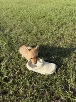 Ginger, a female Pembroke Welsh Corgi for sale in Spring Hill, FL – 1 of 5