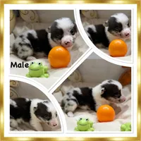 Theo, a male Pembroke Welsh Corgi for sale in Spring Hill, FL – 2 of 2