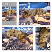 Tortia, a female Miniature Dachshund for sale in Spring Hill, FL – 2 of 5