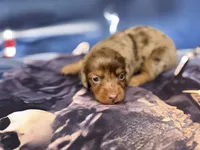 Tortia, a female Miniature Dachshund for sale in Spring Hill, FL – 4 of 5