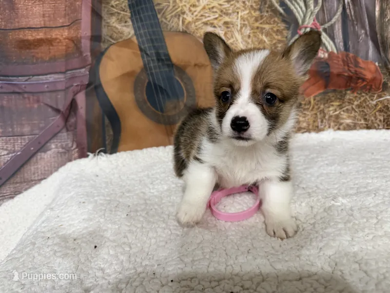 Amanda – Pembroke Welsh Corgi puppy for sale in Spring Hill, FL