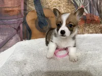 Amanda, a female Pembroke Welsh Corgi for sale in Spring Hill, FL – 1 of 5