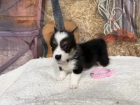 Cotton, a female Pembroke Welsh Corgi for sale in Spring Hill, FL – 3 of 5