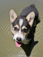 Charlie , a male Pembroke Welsh Corgi for sale in Spring Hill, FL – 3 of 4