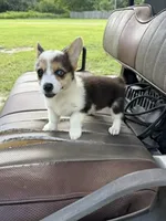 Pepper, a male Pembroke Welsh Corgi for sale in Spring Hill, FL – 3 of 3