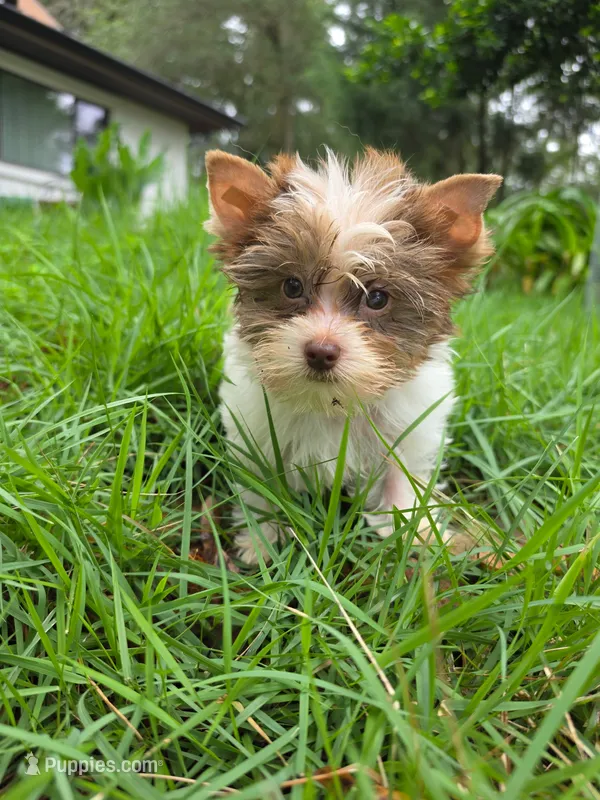 Parti Rosco – Yorkshire Terrier puppy for sale in Spring Hill, FL