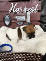 Gary, a male Jack Russell Terrier for sale in Spring Hill, FL – 3 of 3