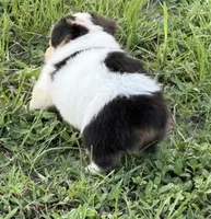 PETEY, a male Pembroke Welsh Corgi for sale in Spring Hill, FL – 4 of 4