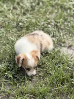 Chip , a male Pembroke Welsh Corgi for sale in Spring Hill, FL – 6 of 7