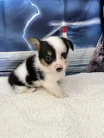 Lilly, a female Pembroke Welsh Corgi for sale in Spring Hill, FL – Photo 5 of 5