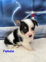 Lilly, a female Pembroke Welsh Corgi for sale in Spring Hill, FL – Photo 1 of 5