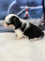 Lilly, a female Pembroke Welsh Corgi for sale in Spring Hill, FL – Photo 2 of 5