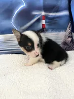 Lilly, a female Pembroke Welsh Corgi for sale in Spring Hill, FL – Photo 3 of 5