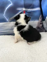 Lilly, a female Pembroke Welsh Corgi for sale in Spring Hill, FL – Photo 4 of 5