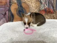 Charlie , a female Pembroke Welsh Corgi for sale in Spring Hill, FL – 3 of 4