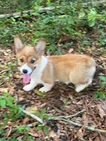 Mask, a female Pembroke Welsh Corgi for sale in Spring Hill, FL – 3 of 3