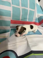 Hank, a male Jack Russell Terrier for sale in Spring Hill, FL – 3 of 4