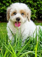 Toy /SallyMae, a female Miniature Aussiedoodle for sale in Spring Hill, FL – 4 of 4