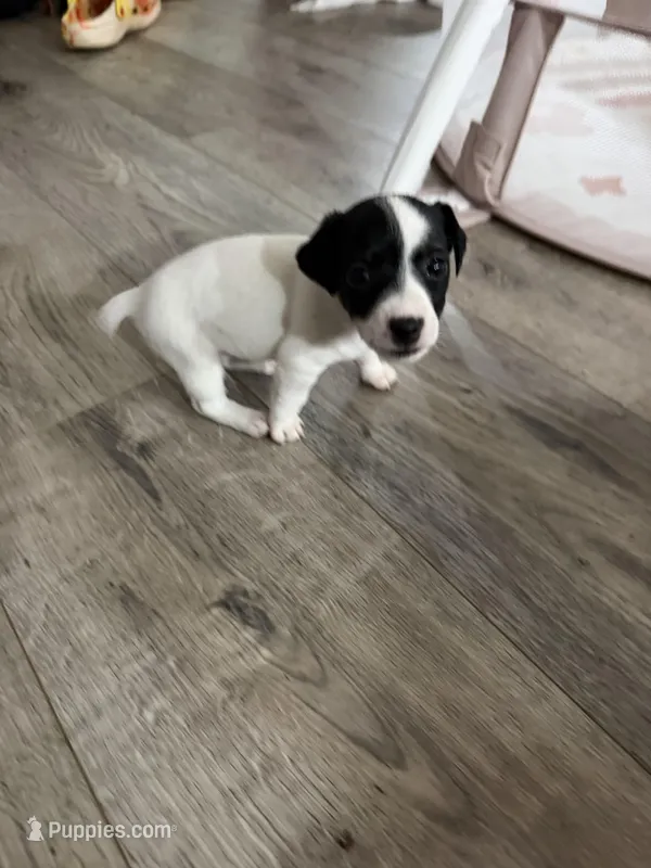 Bolt – Jack Russell Terrier puppy for sale in Spring Hill, FL