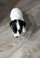 Bolt, a male Jack Russell Terrier for sale in Spring Hill, FL – Photo 3 of 5