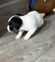 Bolt, a male Jack Russell Terrier for sale in Spring Hill, FL – Photo 4 of 5