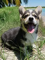 Charlie , a male Pembroke Welsh Corgi for sale in Spring Hill, FL – 1 of 4