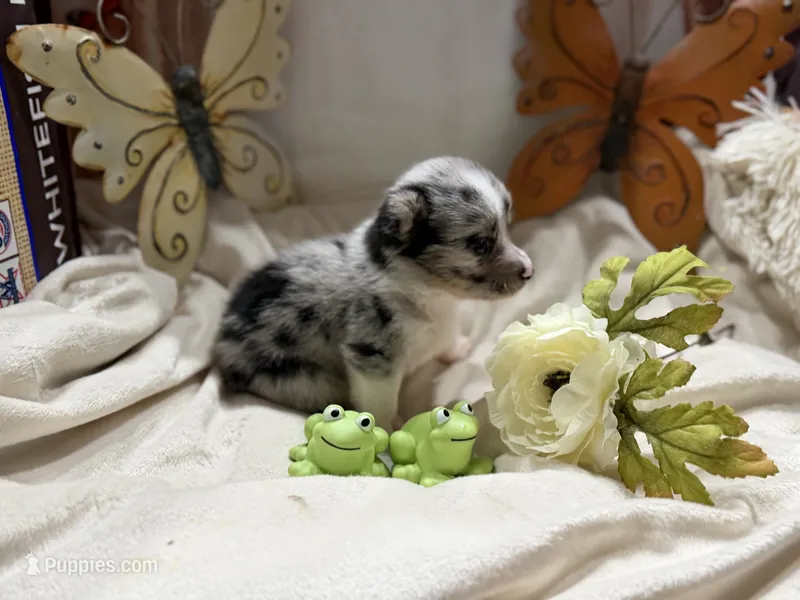 Chloe, a female Pembroke Welsh Corgi for sale in Spring Hill, FL – 1 of 2