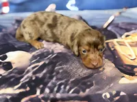 Tortia, a female Miniature Dachshund for sale in Spring Hill, FL – 1 of 5