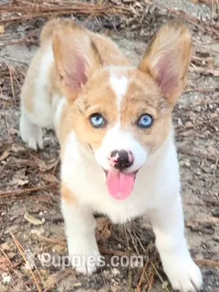 Clara – Pembroke Welsh Corgi puppy for sale in Spring Hill, FL