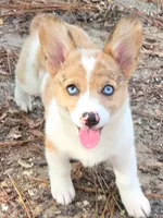 Clara, a female Pembroke Welsh Corgi for sale in Spring Hill, FL – 2 of 2