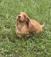 HONEY, a male Miniature Dachshund for sale in Spring Hill, FL – 2 of 4