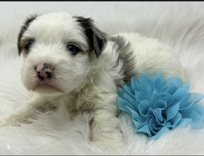 Bluey – Yorkshire Terrier puppy for sale in Spring Hill, FL
