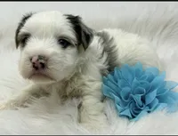 Bluey, a male Yorkshire Terrier for sale in Spring Hill, FL – 1 of 1