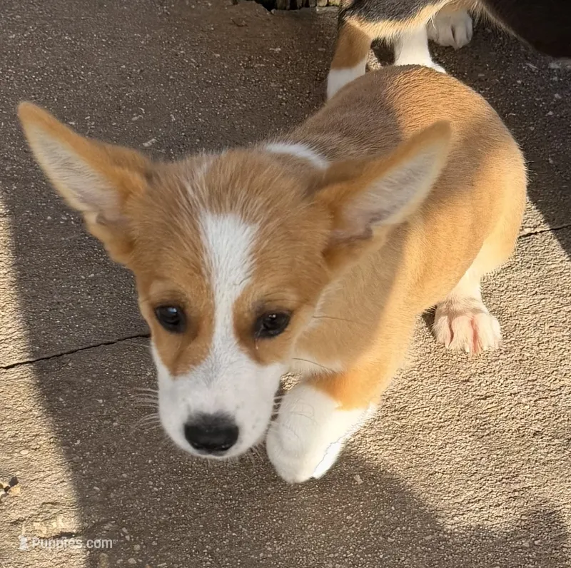 Amanda – Pembroke Welsh Corgi puppy for sale in Spring Hill, FL