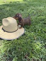 Chipper, a male Miniature Dachshund for sale in Spring Hill, FL – 4 of 5