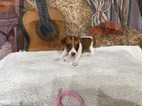 Rusty, a female Jack Russell Terrier for sale in Spring Hill, FL – 2 of 3