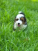 Chipper, a male Miniature Aussiedoodle for sale in Spring Hill, FL – 2 of 2