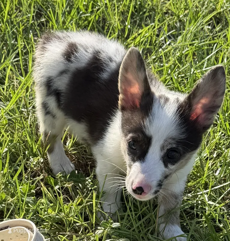 Theo – Pembroke Welsh Corgi puppy for sale in Spring Hill, FL