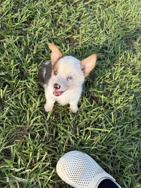Princess – Pembroke Welsh Corgi puppy for sale in Spring Hill, FL